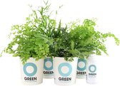 Ogreen Animal Friendly planten pakket - Luchtzuiverend - Set van 4 stuks - Planten gifts - Kamerplanten - Cadeau - Planten Voeding - Giftbox - Geschenkset