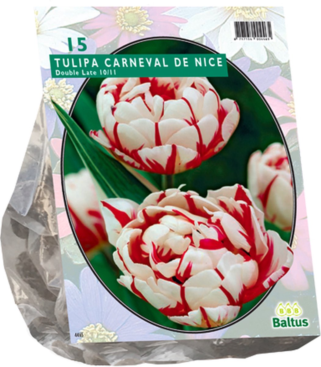Tulpenbol Carnaval de Nice - Dubbel - Laat - 2x15 stuks