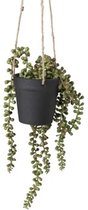 Hangmand Hang potje Erwtenplant Hangplant in pot Aan Touw 65cm Kunststof Plant in pot Plantenhanger