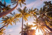 Tuinposter - Tropische palmbomen in zonlicht - omgezoomde rand - 120x80cm