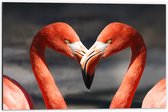WallClassics - Dibond - Verliefde Flamingo's  - 60x40 cm Foto op Aluminium (Met Ophangsysteem)