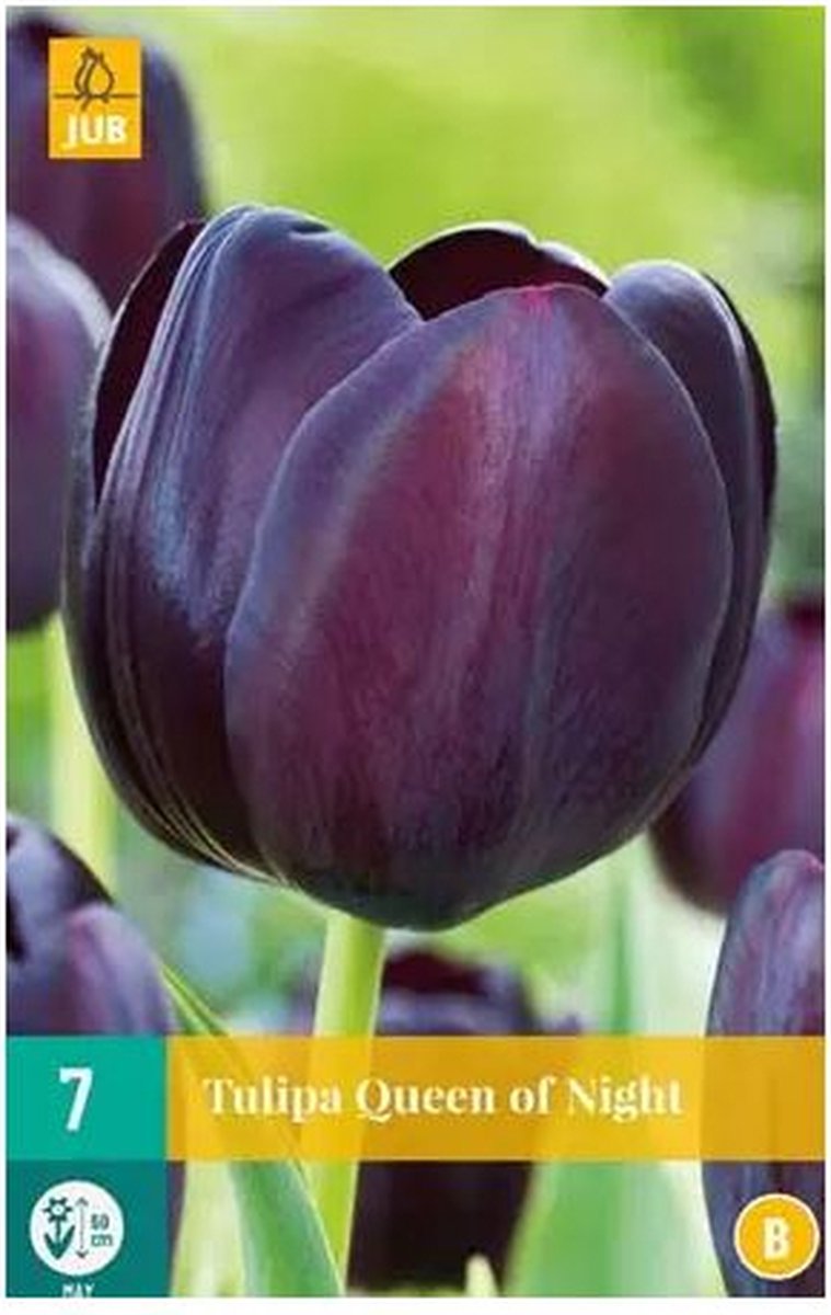 Tulipa Queen of Night - enkele late tulp - set van 10 stuks