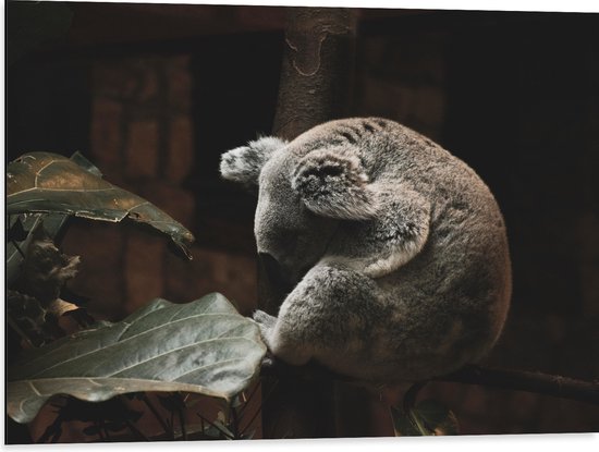 WallClassics - Dibond - Slapende Koala - 80x60 cm Foto op Aluminium (Met Ophangsysteem)