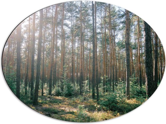 WallClassics - Dibond Ovaal - Zon tussen de Bomen in het Bos - 68x51 cm Foto op Ovaal (Met Ophangsysteem)