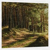 WallClassics - Sticker Muursticker - Belle Lumière du Soleil dans la Forêt - 100x100 cm Photo sur Sticker Muursticker