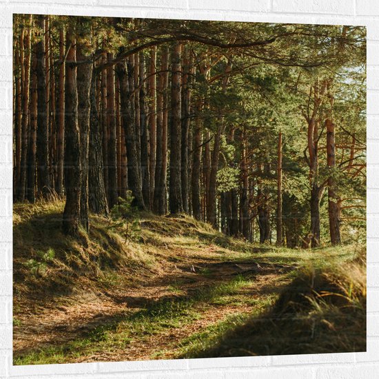 WallClassics - Sticker Muursticker - Belle Lumière du Soleil dans la Forêt - 100x100 cm Photo sur Sticker Muursticker