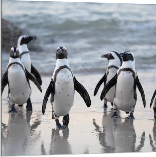 WallClassics - Dibond - Waggelende Pinguïns op het Strand - 80x80 cm Foto op Aluminium (Met Ophangsysteem)