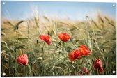 WallClassics - Tuinposter – Rode Klaprozen in het Gras - 90x60 cm Foto op Tuinposter  (wanddecoratie voor buiten en binnen)