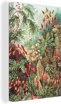 Canvas - Bloemen - Planten - Groen - Rood - Muurdecoratie - Ernst Haeckel - Kunst - Schilderijen woonkamer - Canvas schilderij - 40x60 cm