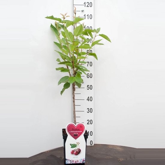 Jonge kersenboom met groene bladeren, naast een witte meetlat, met een plantlabel met kersen erop.