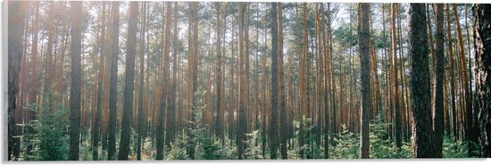 WallClassics - Acrylglas - Zon tussen de Bomen in het Bos - 60x20 cm Foto op Acrylglas (Wanddecoratie op Acrylaat)