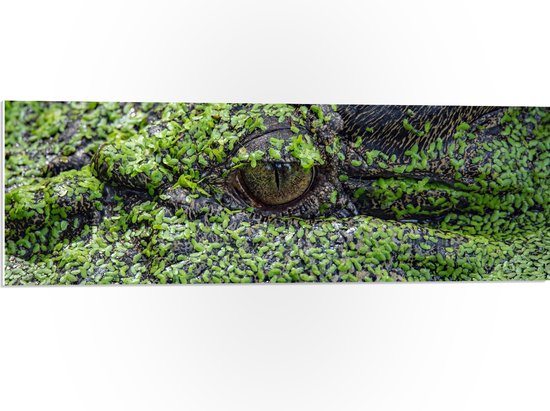 WallClassics - PVC Schuimplaat- Krokodil in het Moeras - 90x30 cm Foto op PVC Schuimplaat