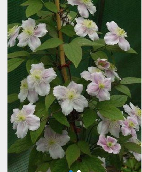 Foto: Clematis montana rubens bosrank 50 60 cm in pot