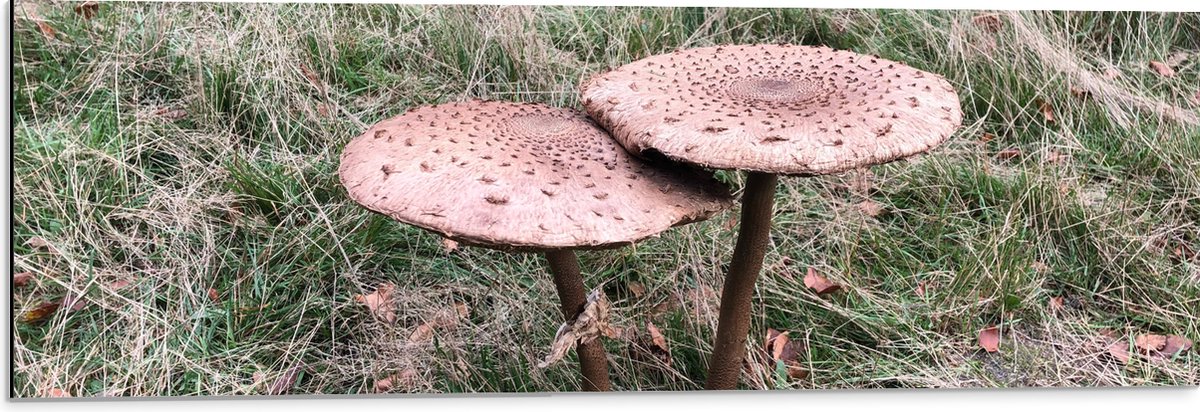 Dibond - Twee Grote Parasolzwam Paddenstoelen - 90x30 cm Foto op Aluminium (Met Ophangsyst