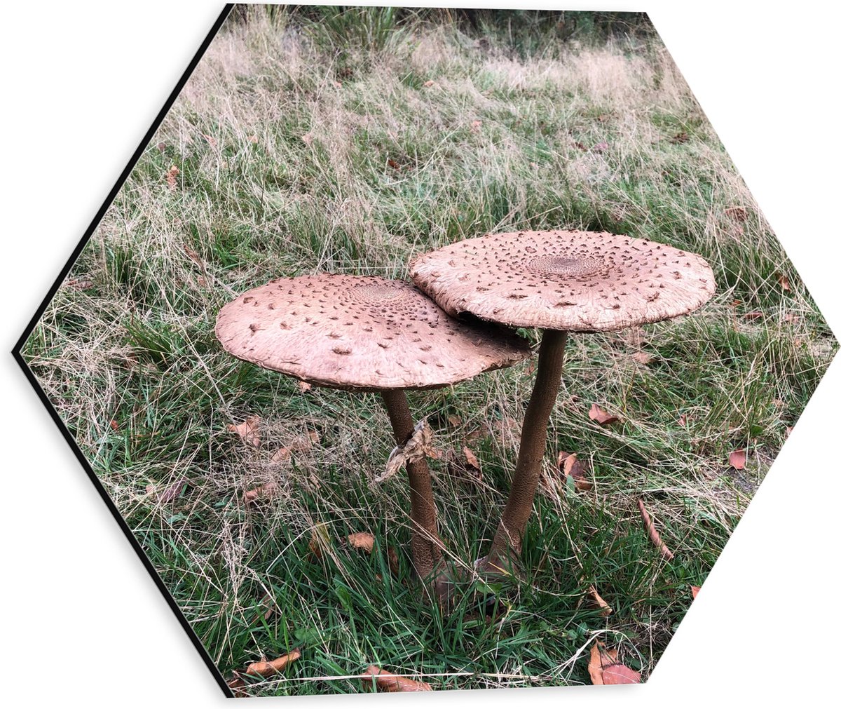Dibond Hexagon - Twee Grote Parasolzwam Paddenstoelen - 30x26.1 cm Foto op Hexagon (Met Op