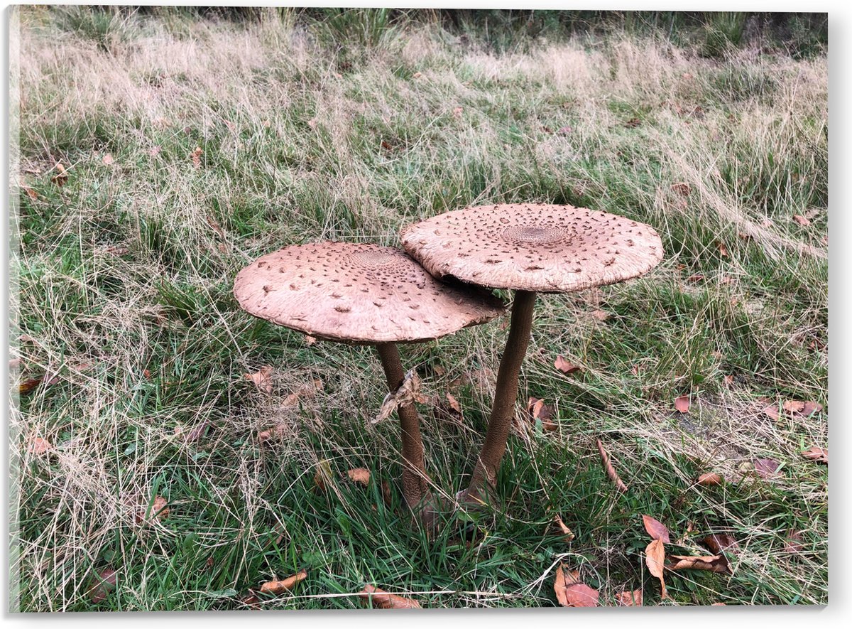 Acrylglas - Twee Grote Parasolzwam Paddenstoelen - 40x30 cm Foto op Acrylglas (Wanddecoratie op Acrylaat)