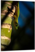 WallClassics - Dibond - Hagedis op een Bamboe Boom - 80x120 cm Foto op Aluminium (Met Ophangsysteem)