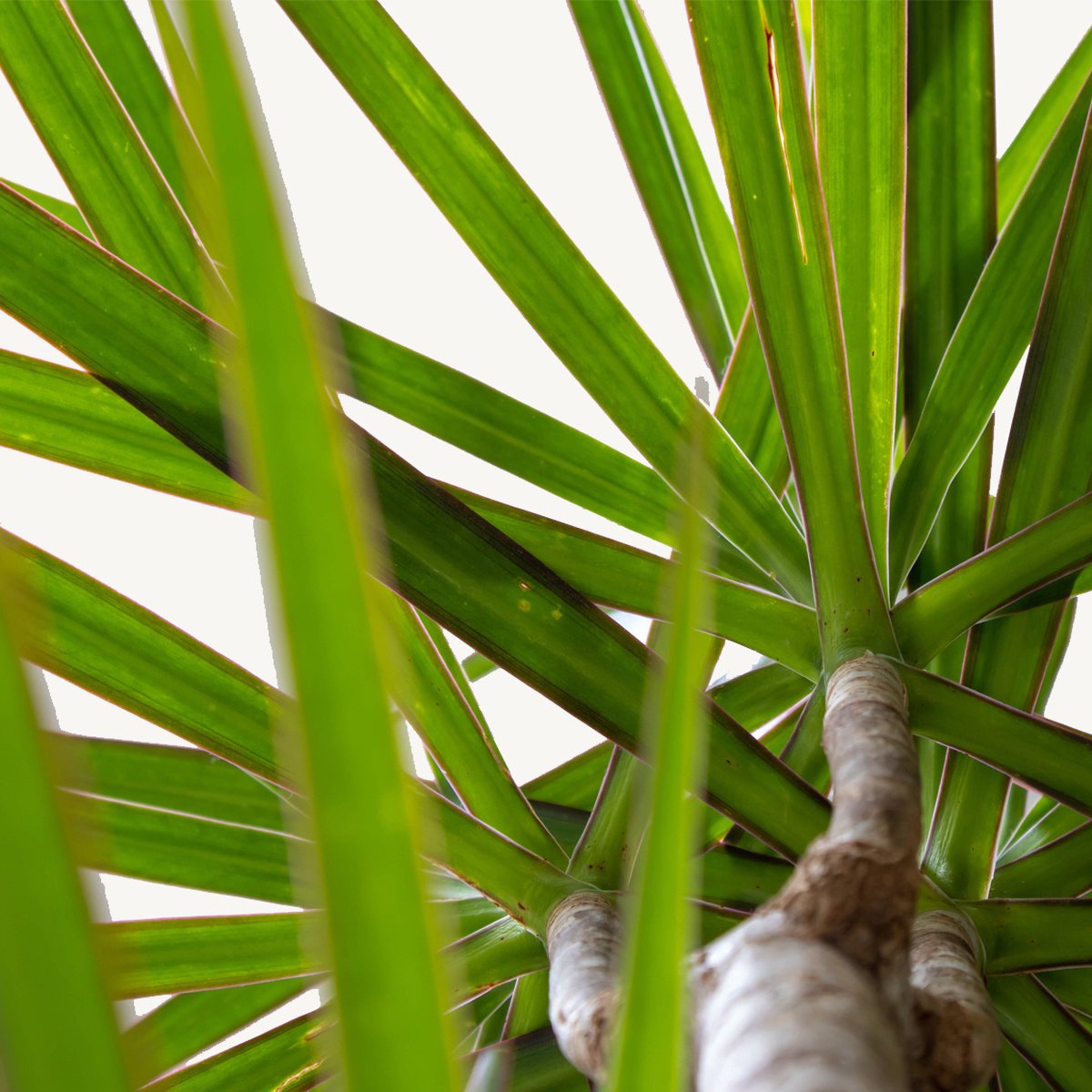Hydroplant Dracaena Marginata