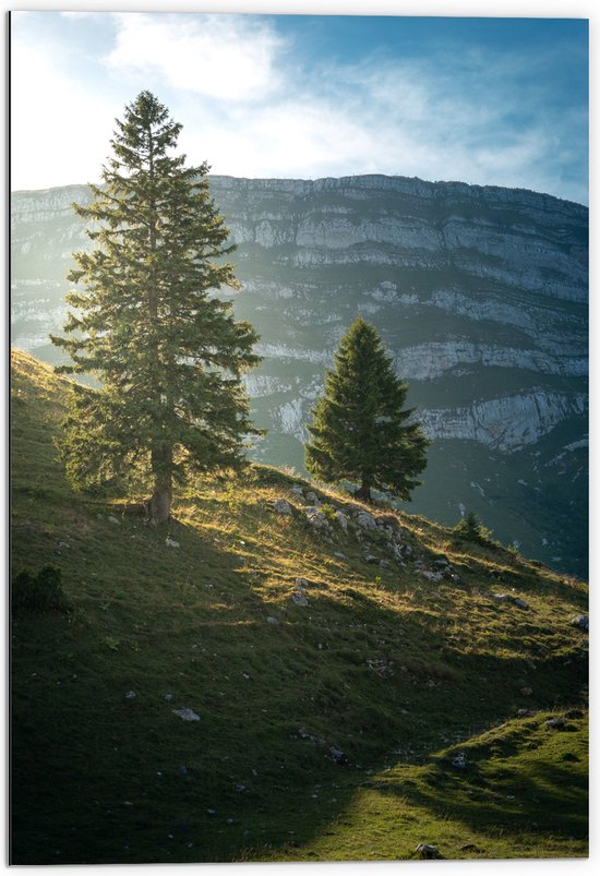 WallClassics - Dibond - Twee Boompjes op een Berg - 70x105 cm Foto op Aluminium (Wanddecoratie van metaal)