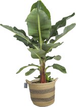 Musa in plantenmand Flores – ↨ 75cm – ⌀ 26cm