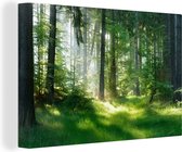 Canvas schilderij - Bos - Gras - Landschap - Boom - Schilderijen op canvas - Canvas doek - 120x80 cm