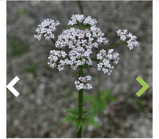 6 x Valeriana officinalis - valeriaan plant slaapkamer