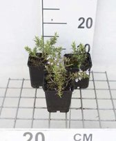 6 x Rosmarinus officinalis 'Capri' - Kruiprozemarijn - pot 9 x 9 cm