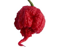Carolina Reaper Zaden / Pittig / VUUR / Gift / Zaden / Zaad / Tuin / Tuinieren / Extreem / BBQ / Sambal / Cadeau / Uniek / Ghost pepper / Geïsoleerde peper zaden