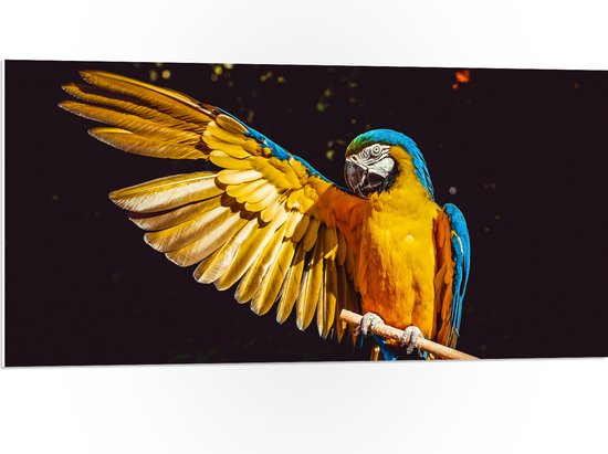 WallClassics - PVC Schuimplaat- Ara Papegaai met Geel Gouden Vleugels - 100x50 cm Foto op PVC Schuimplaat