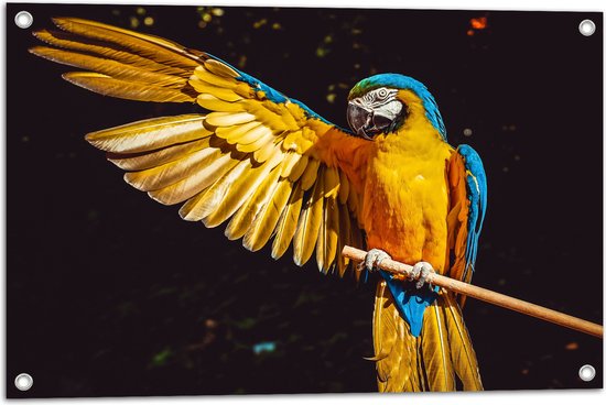 WallClassics - Tuinposter – Ara Papegaai met Geel Gouden Vleugels - 75x50 cm Foto op Tuinposter  (wanddecoratie voor buiten en binnen)