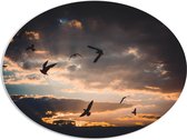 WallClassics - PVC Schuimplaat Ovaal - Vogels in de Lucht bij Zonsondergang - 96x72 cm Foto op Ovaal  (Met Ophangsysteem)