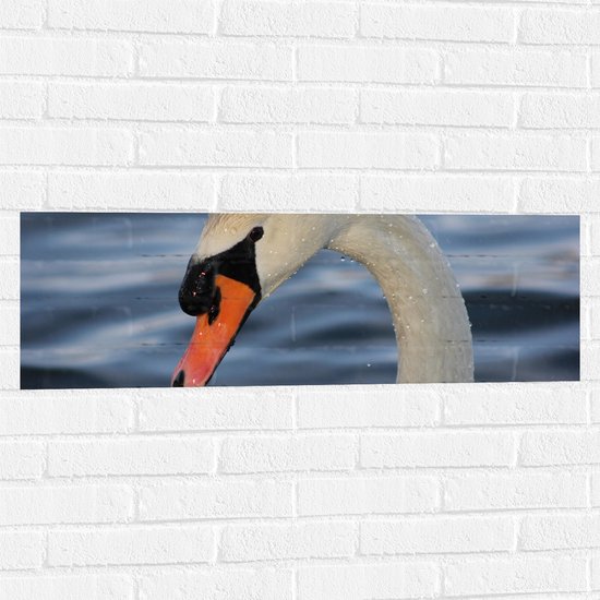 WallClassics - Muursticker - Natte Zwaan in het Water - 90x30 cm Foto op Muursticker