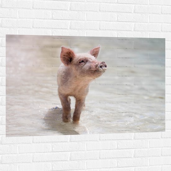WallClassics - Muursticker - Porcinet sur la plage - 120x80 cm Photo sur Muursticker