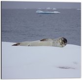 WallClassics - Dibond - Phoque couché dans la neige - Photo sur aluminium 50x50 cm (Décoration murale en métal)