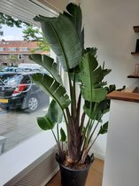 Strelitzia Augusta kamerplant 180 cm hoog-de ruwe versie van de Strelitiza's-groot blad- nergens voordeliger zo van de kweker-gratis bezorgd inclusief verzorgingstips