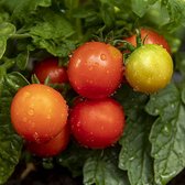 Tomaten zaden - Pottomaat Balconi Red