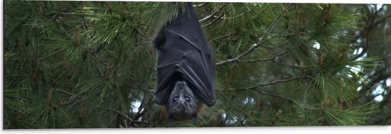 WallClassics - Dibond - Vleermuis Hangt aan een Boom - 90x30 cm Foto op Aluminium (Wanddecoratie van metaal)