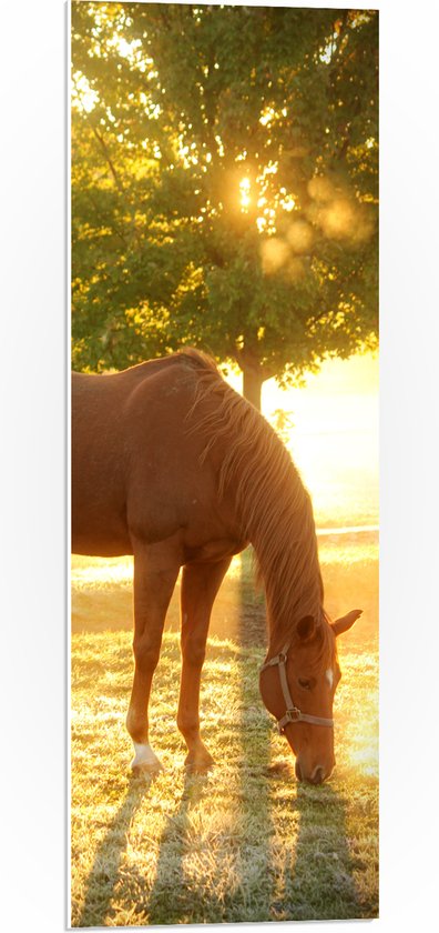 WallClassics - PVC Schuimplaat - Bruin Paard op een Weiland bij Zonsondergang - 30x90 cm Foto op PVC Schuimplaat (Met Ophangsysteem)