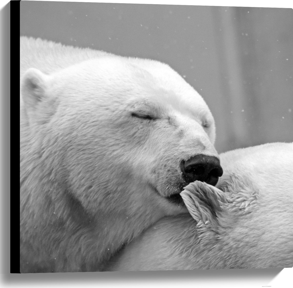 Canvas - Knuffelende Ijsbeer Zwart / Wit - 60x60 cm Foto op Canvas Schilderij (Wanddecoratie op Canvas)