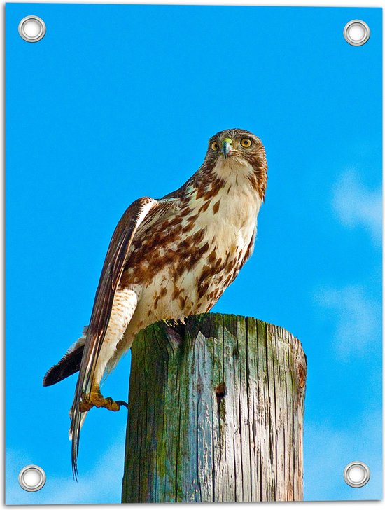 WallClassics - Tuinposter – Buizerd op een Houten Paal - 30x40 cm Foto op Tuinposter  (wanddecoratie voor buiten en binnen)