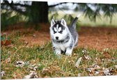 WallClassics - Dibond - Siberische Husky Pup Rennend door het Gras - 150x100 cm Foto op Aluminium (Met Ophangsysteem)