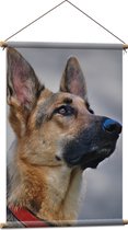 WallClassics - Affiche Textile - Chien Berger Attentif - 60x90 cm Photo sur Textile