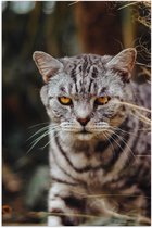 WallClassics - Poster Glanzend – Grijze Kat op Jacht - 80x120 cm Foto op Posterpapier met Glanzende Afwerking