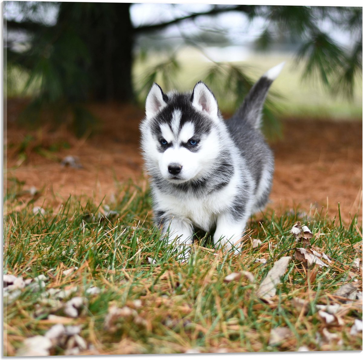 Ensemble D'autocollants Mignons Husky Sibérien Ou Malamute D'Alaska |  Vecteur Premium, image size:1200x1192