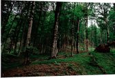 WallClassics - PVC Schuimplaat - Smalle Bomen in Donkergroen gekleurd Bos - 120x80 cm Foto op PVC Schuimplaat (Met Ophangsysteem)