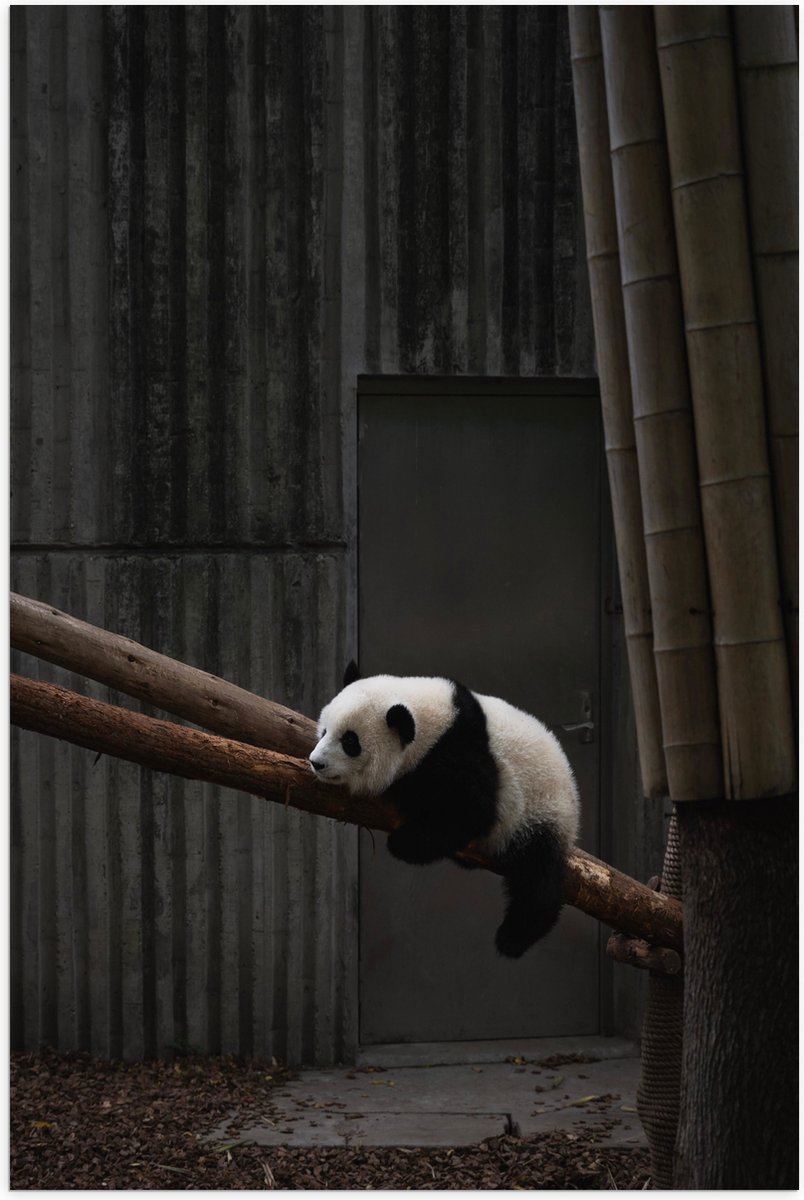Poster (Mat) - Panda Slapend op een Boomstam - 50x75 cm Foto op Posterpapier met een Matte