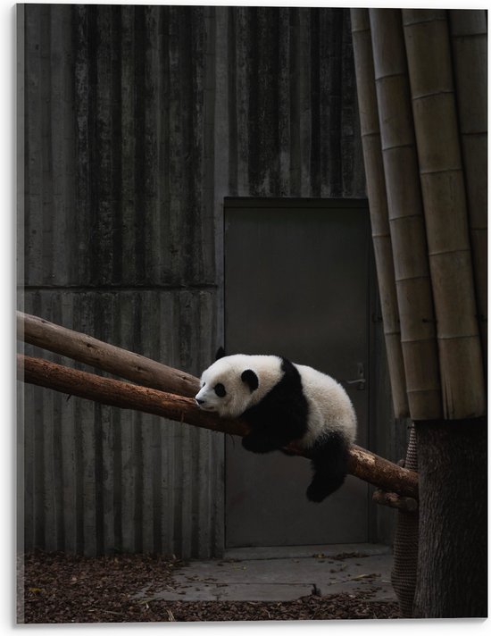 WallClassics - Verre Acrylique - Panda Dormant sur un Tronc d'Arbre - Photo 30x40 cm sur Verre Acrylique (Avec Système d'accrochage)