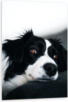 WallClassics - PVC Schuimplaat - Zwart/Witte Hond op de Bank - 80x120 cm Foto op PVC Schuimplaat (Met Ophangsysteem)