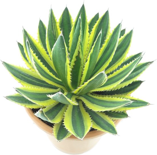 Outsunny kunstplant, kunstmatige bamboeplant, hoogte 180 cm, breedte 20