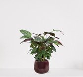 Calathea Compactstar in sierpot Livia Bordeaux Rood – luchtzuiverende kamerplant – pauwenplant – living plant - 35-45cm - Ø15 – geleverd met plantenpot – vers uit de kwekerij